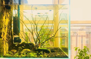 北京水族箱設(shè)計(jì)、造景與維護(hù)全攻略 打造家中的水下藝術(shù)